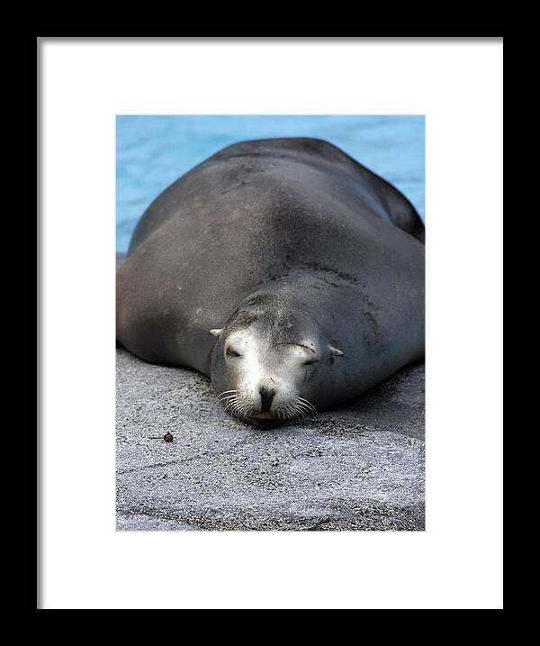  Framed Print featuring the photograph Sea Lion Snooze by Kenneth Campbell