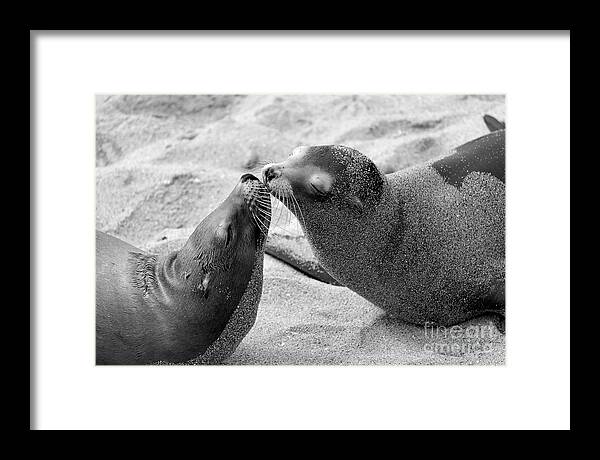 Sea Lions Framed Print featuring the photograph Kinda Like You by John F Tsumas
