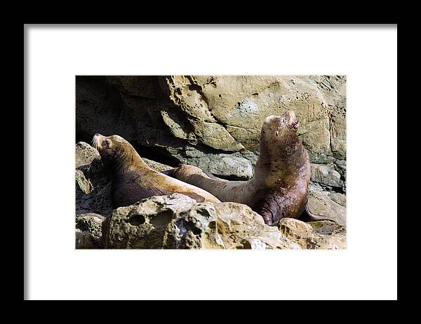 Animal Framed Print featuring the photograph Sea Lions by Randall Ingalls