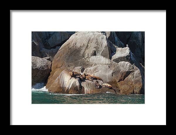 Steller Sea Lion Framed Print featuring the photograph Sea Lions by Scott Slone