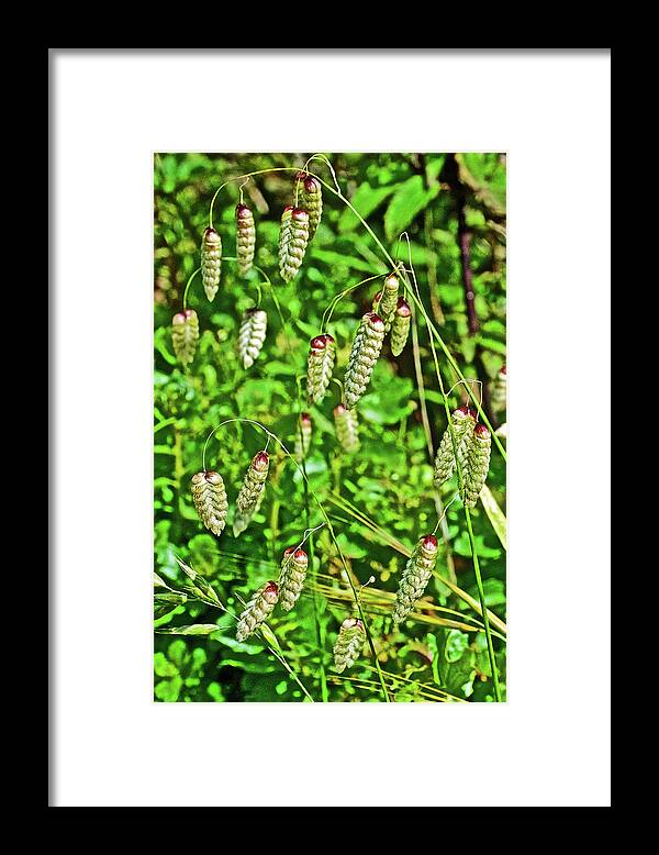 Sea Oats Above Muir Beach In Muir Woods National Monument Framed Print featuring the photograph Sea Oats above Muir Beach in Muir Woods National Monument, California by Ruth Hager