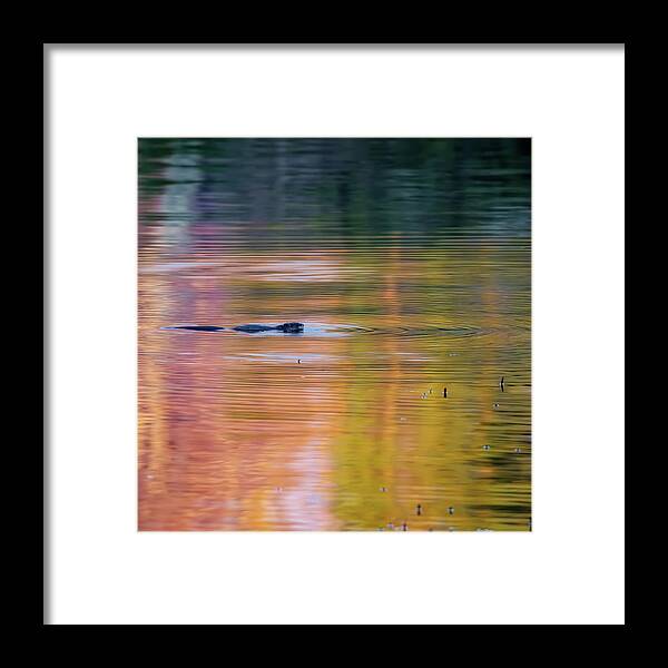 Square Framed Print featuring the photograph Sea of Color Square by Bill Wakeley