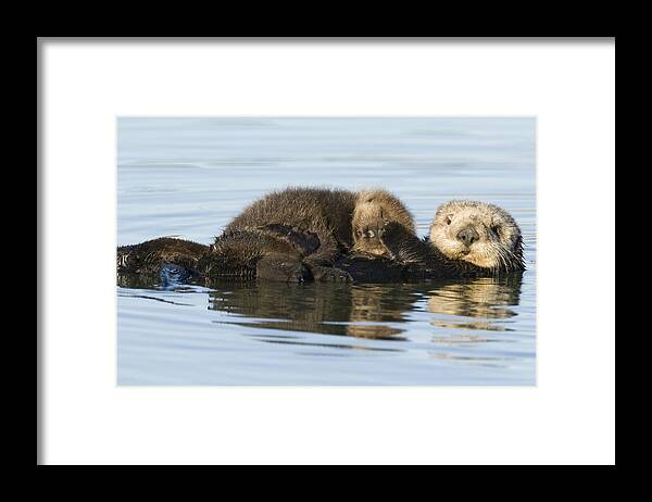 00429658 Framed Print featuring the photograph Sea Otter Mother And Pup Elkhorn Slough by Sebastian Kennerknecht