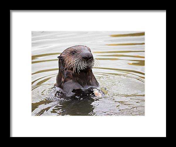Sea Framed Print featuring the photograph Sea Otter with Clam by Deana Glenz