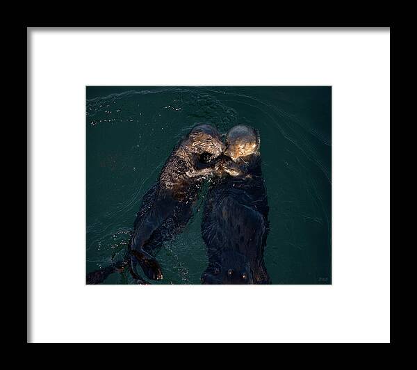 Sea Otter Framed Print featuring the photograph Sea Otters II Color by David Gordon