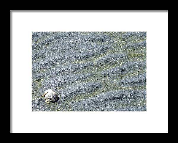 Port Hardy Framed Print featuring the photograph Sea Shell 1 by Larry Kohlruss