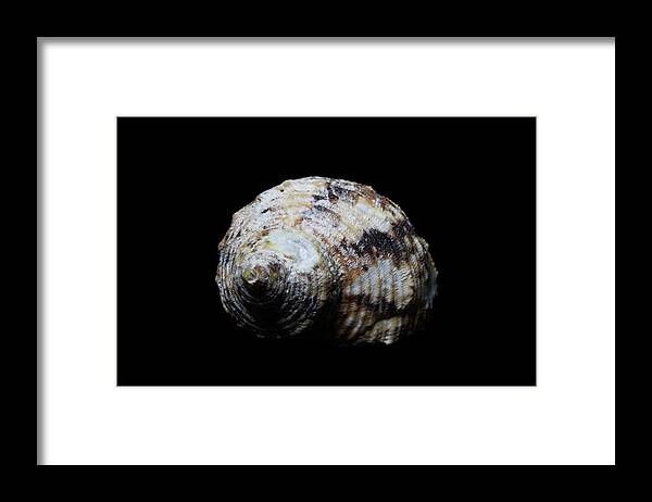 Sea Shell Framed Print featuring the photograph Sea Shell 5 by David Stasiak