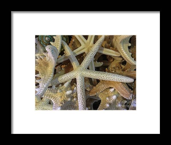 Seashells Framed Print featuring the photograph Sea Treasure by Dale Powell