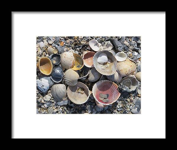 Shell Framed Print featuring the photograph Sea Shell Mozaic by Ellen Meakin
