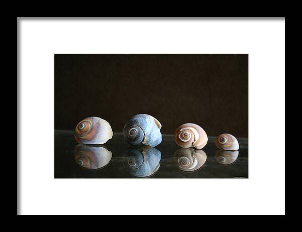 Seashells Framed Print featuring the photograph Sea snails by Linda Sannuti