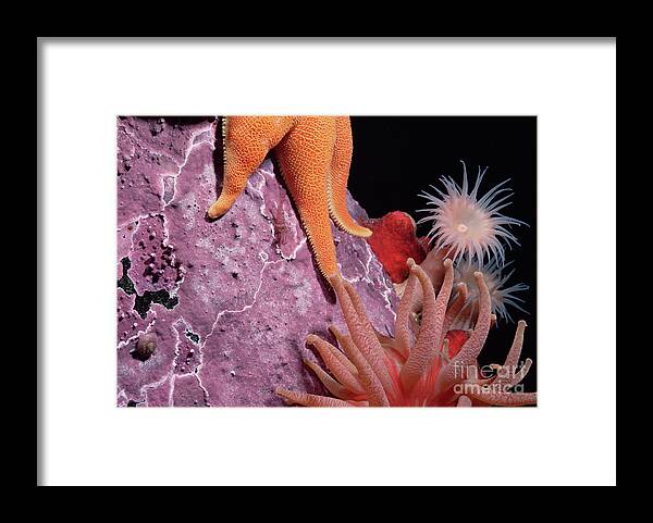 Mp Framed Print featuring the photograph Sea Star and Anemones Baffin Isl by Flip Nicklin