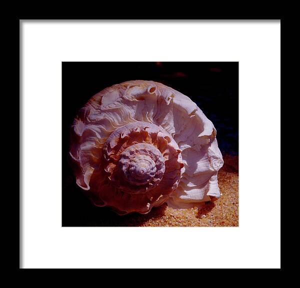 Shell Framed Print featuring the photograph Sea Treasure by Bess Carter