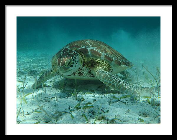 Sea Turtle Framed Print featuring the photograph Sea Turtle by Dan Podsobinski