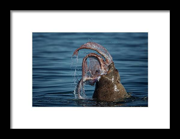 Bc Framed Print featuring the photograph Seafood Diet by Randy Hall