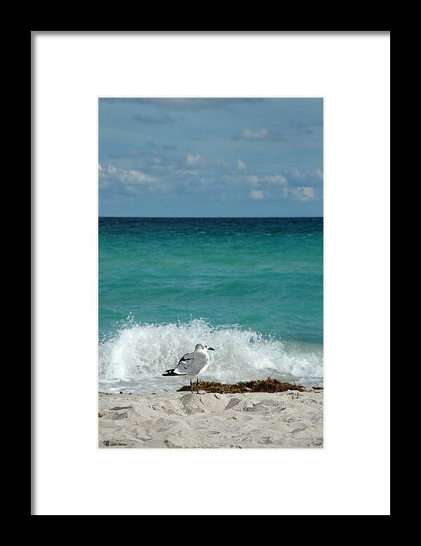 Seagull Framed Print featuring the photograph Seagull - South Beach Miami by Frank Mari