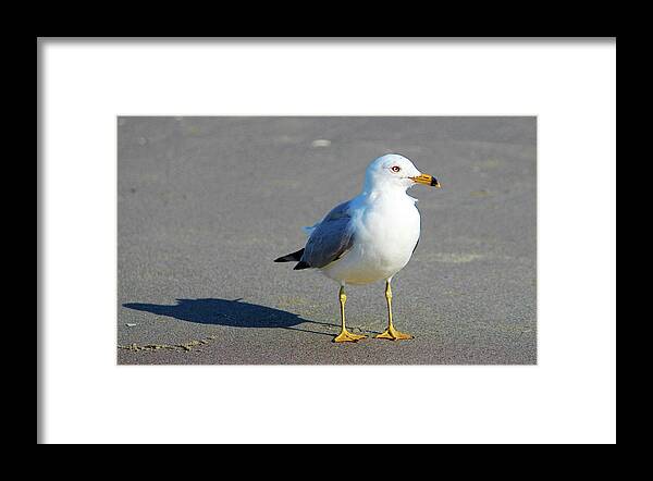 Seagull Framed Print featuring the photograph Seagull And His Shadow by Cynthia Guinn