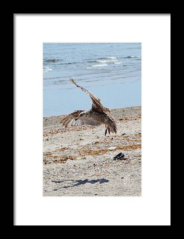 Beach Framed Print featuring the photograph Seagull and Shadow by Dani McEvoy