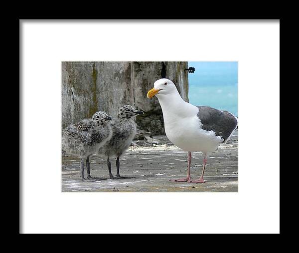 Seagull Framed Print featuring the photograph Seagull Family by Laurel Powell