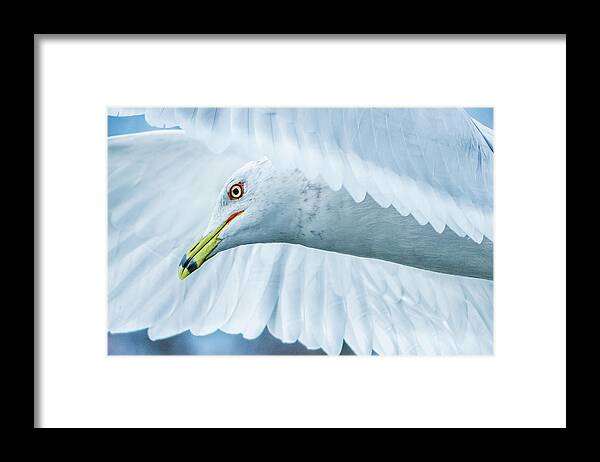 20170128 Framed Print featuring the photograph Seagull Hover Close-Up by Jeff at JSJ Photography