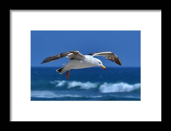 Gull Framed Print featuring the photograph Seagull in Flight by Anthony Murphy