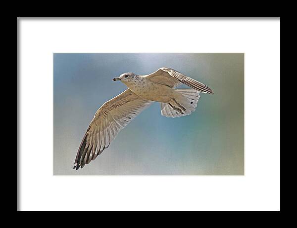 Seagull Framed Print featuring the photograph Seagull In Flight by H H Photography by HH Photography of Florida