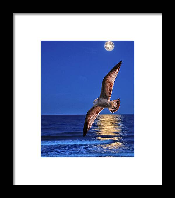Seagull Framed Print featuring the photograph Seagull in the moonlight by Peg Runyan