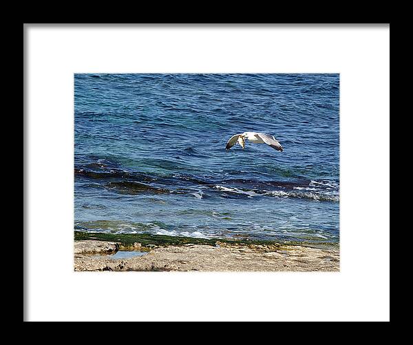 Seagull Framed Print featuring the photograph Seagull meal time 2 by Arik Baltinester