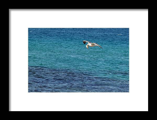 Seagull Framed Print featuring the photograph Seagull meal time by Arik Baltinester