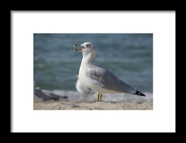 Seagull Framed Print featuring the photograph Seagull on Lake Erie Beach by Valerie Collins