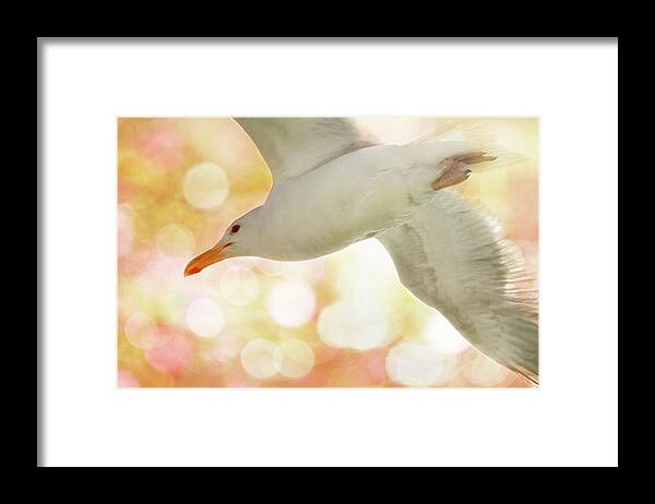 Seagull Framed Print featuring the photograph Seagull on Pink and Yellow Sky by Peggy Collins