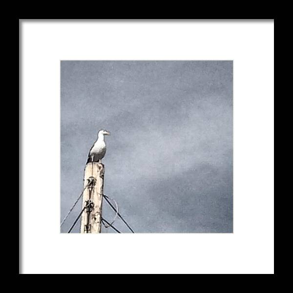 Seagull Framed Print featuring the photograph Seagull On Telephonepole by Eric Suchman
