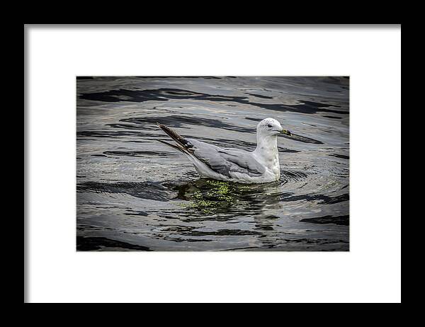 Seagull Framed Print featuring the photograph Seagull On The River by Ray Congrove