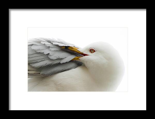 Seagull Framed Print featuring the photograph Seagull Pruning his Feathers by Keith Allen