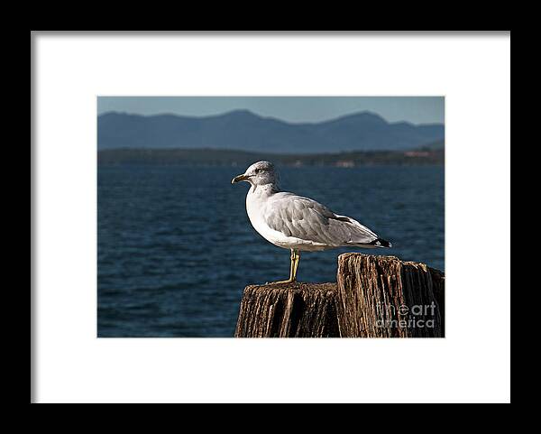 Seagull Framed Print featuring the photograph Seagull Rest by Mim White