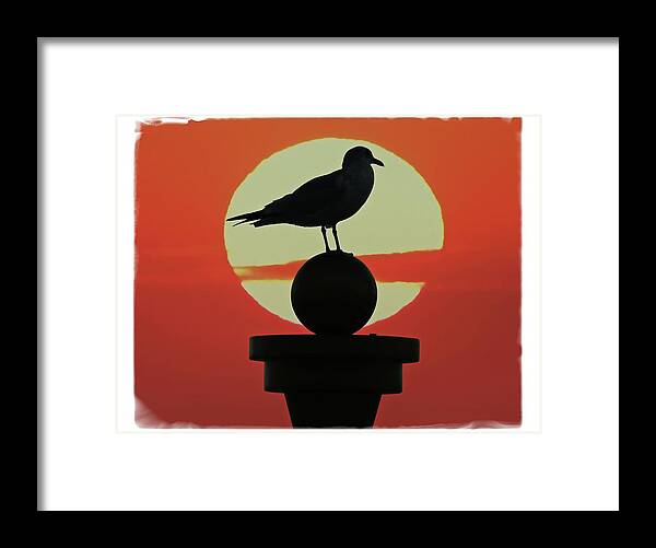 Alicegipsonphotographs Framed Print featuring the photograph Seagull Sunset by Alice Gipson
