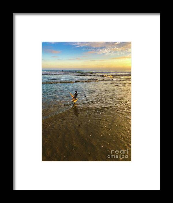 Seagull Framed Print featuring the photograph Seagull taking flight by Dina Calvarese