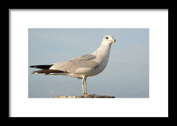 Seagull Framed Print featuring the photograph Seagull by Vicki Lewis