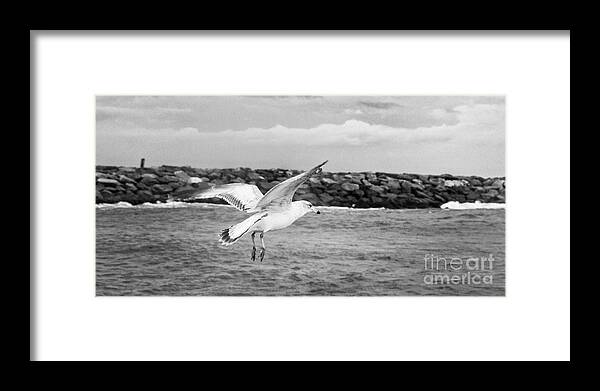 gull' Framed Print featuring the photograph Seagull Wings Over Water Black White Art by Al Nolan
