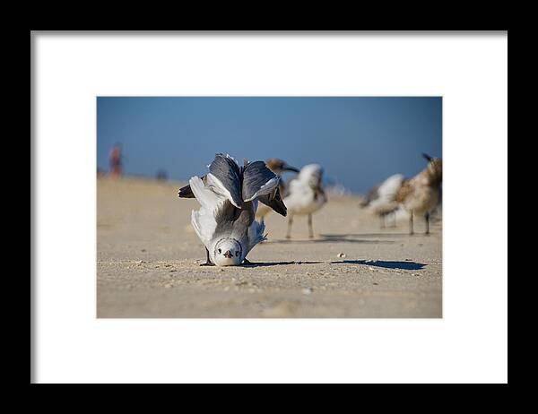 Seagull Framed Print featuring the photograph Seagull Yoga by Beth Venner