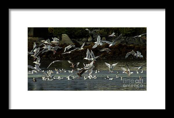 Seagulls Framed Print featuring the photograph Seagulls-Signed-#2728 by J L Woody Wooden