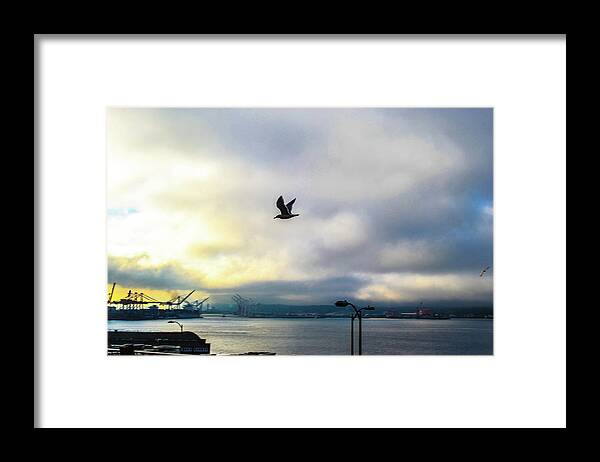 Seattle Framed Print featuring the photograph Seahawkin by D Justin Johns
