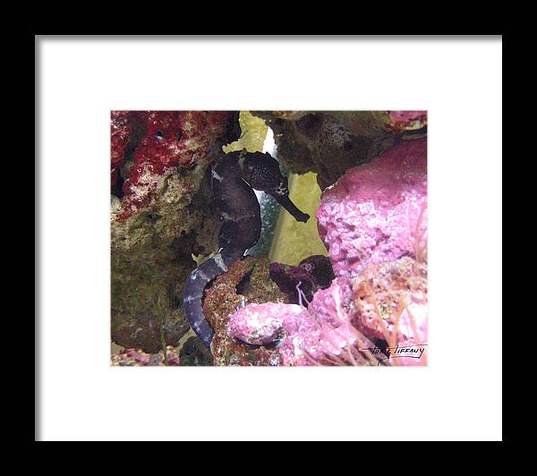 Faunagraphs Framed Print featuring the photograph Seahorse3 by Torie Tiffany