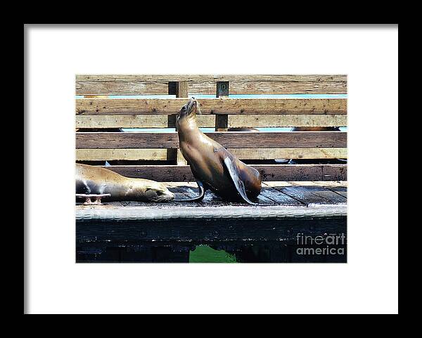 Seal Framed Print featuring the photograph Seal Cheerleader by Debby Pueschel