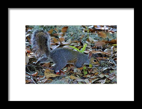 Wild Animal Framed Print featuring the photograph Searching For Food by Cynthia Guinn
