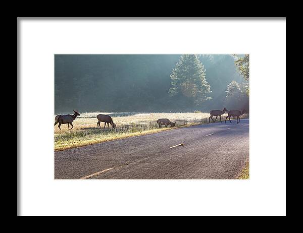 Elk Framed Print featuring the photograph Searching For Greener Grass by D K Wall