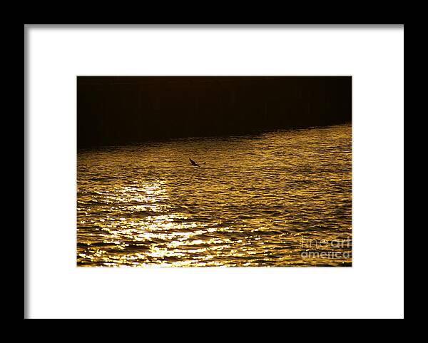 Ocean Framed Print featuring the photograph Searching by Linda Shafer