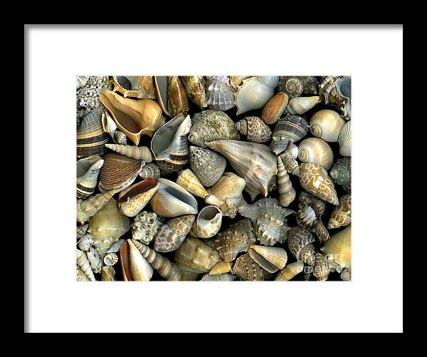 Shells Framed Print featuring the photograph Seashell Medley by Christian Slanec