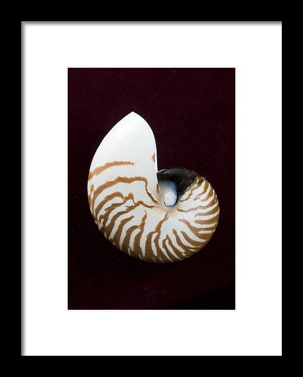 Beach Art Framed Print featuring the photograph Seashell on Black Background by Bill Brennan - Printscapes