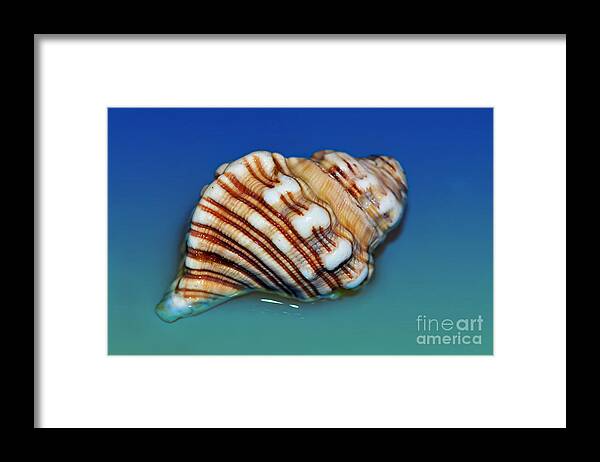 Photography Framed Print featuring the photograph Seashell Wall Art 1 by Kaye Menner