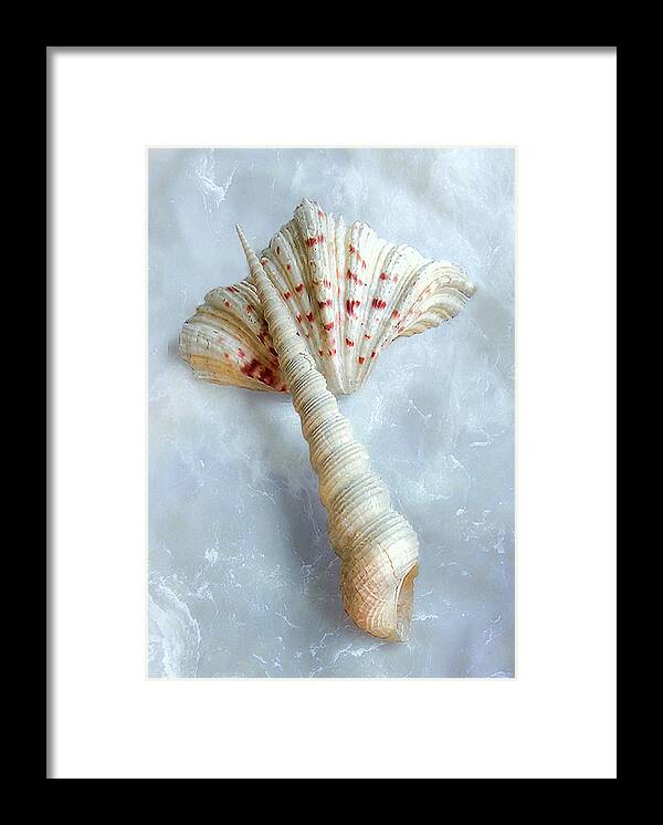 Seashell Framed Print featuring the photograph Seashells #2 by Louise Kumpf